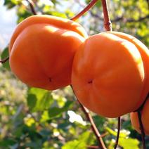 柿子苗，一手货源。粗放管理，产量高，庭院种植，规模化均可