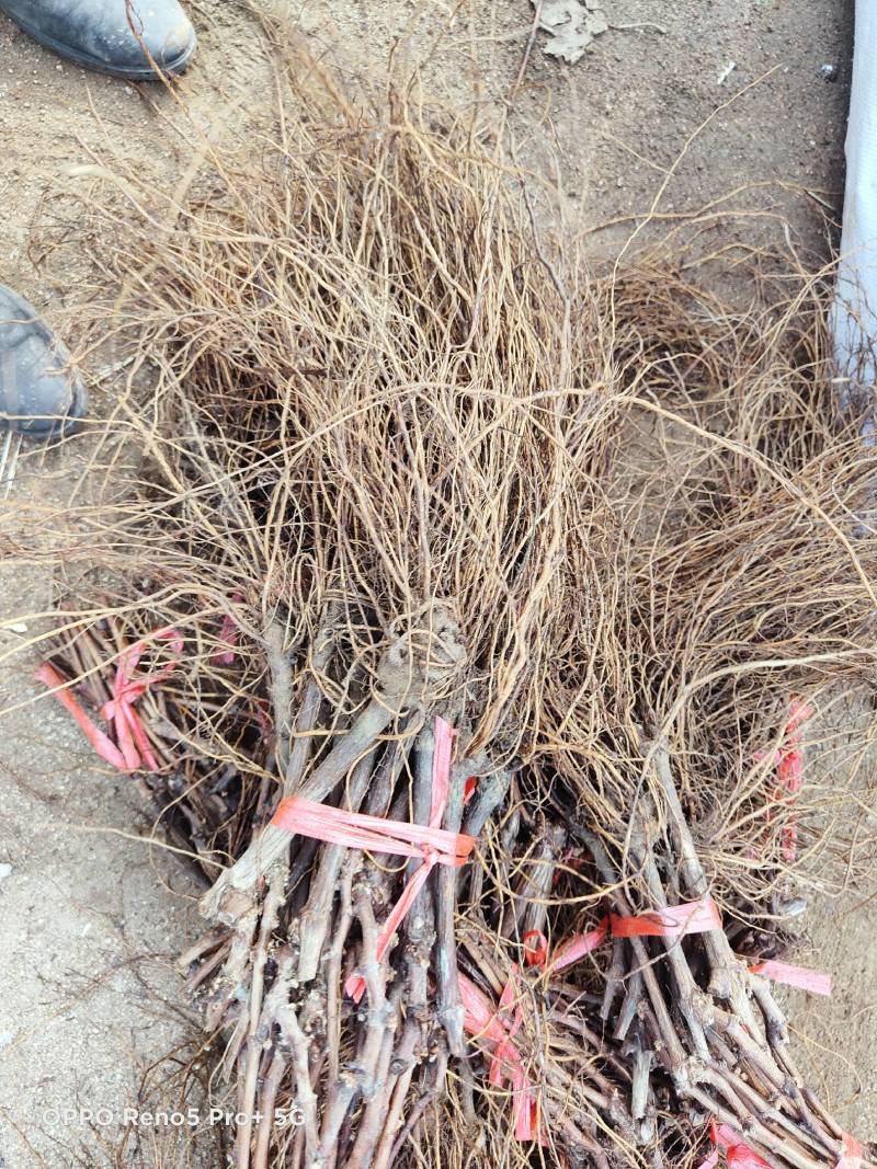 阳光玫瑰葡萄苗嫁接苗扦插苗基地直发保证纯度