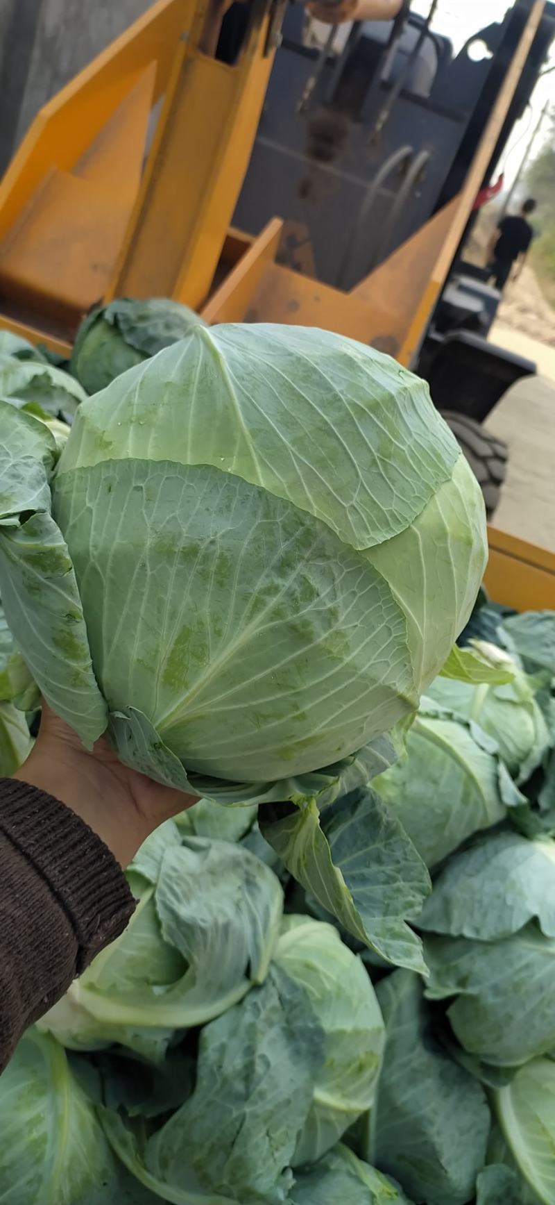 甘篮京丰奥奇娜质量好耐运输市场优品！！