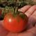 (热销）草莓西红柿产区直供货源充有种有苗订单种植包回收