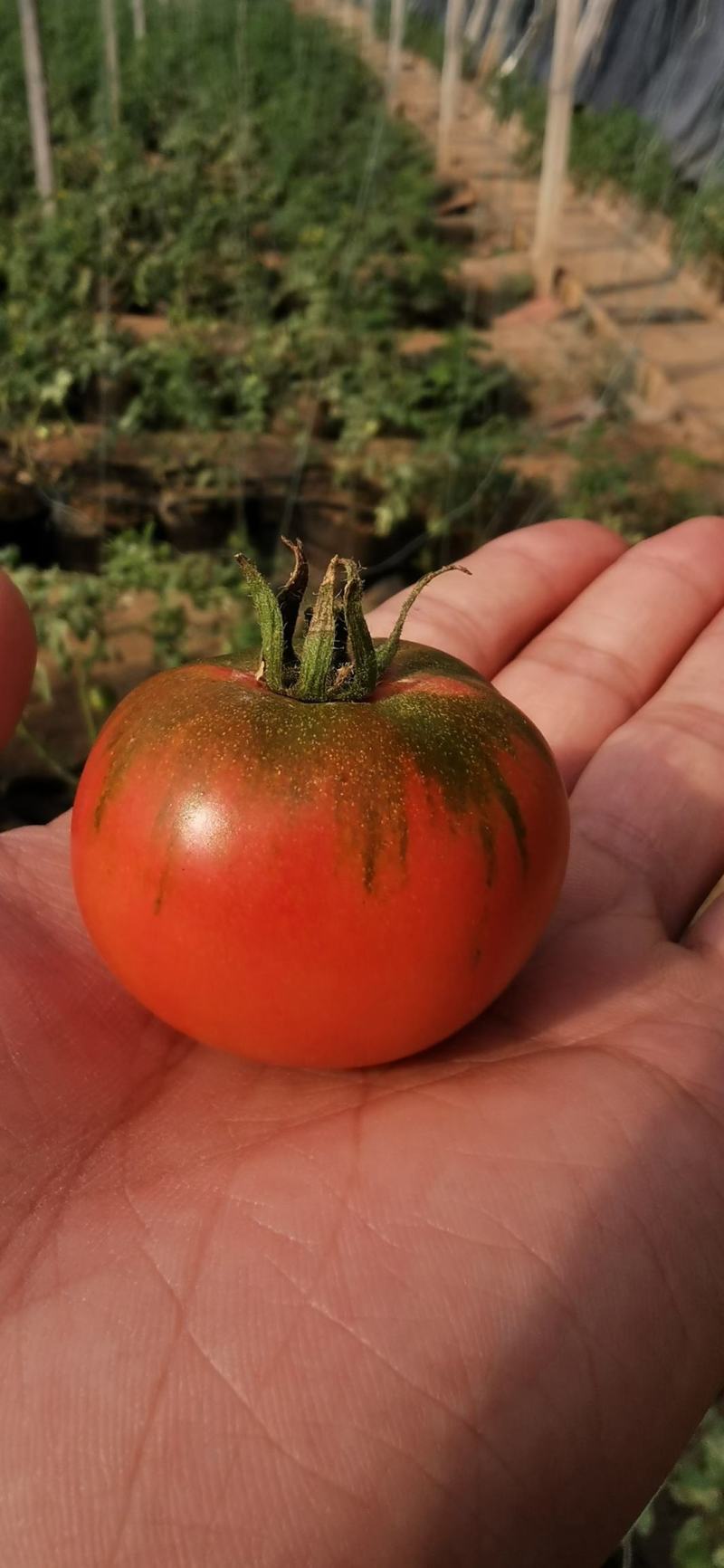 (热销）草莓西红柿产区直供货源充有种有苗订单种植包回收