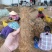 自有基地百亩甜薯(毛薯)还有十天上市，现挖现卖，基地直供