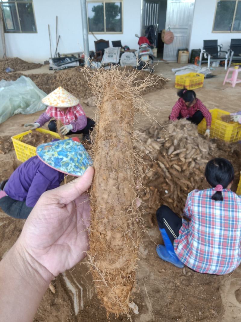 自有基地百亩甜薯(毛薯)还有十天上市，现挖现卖，基地直供