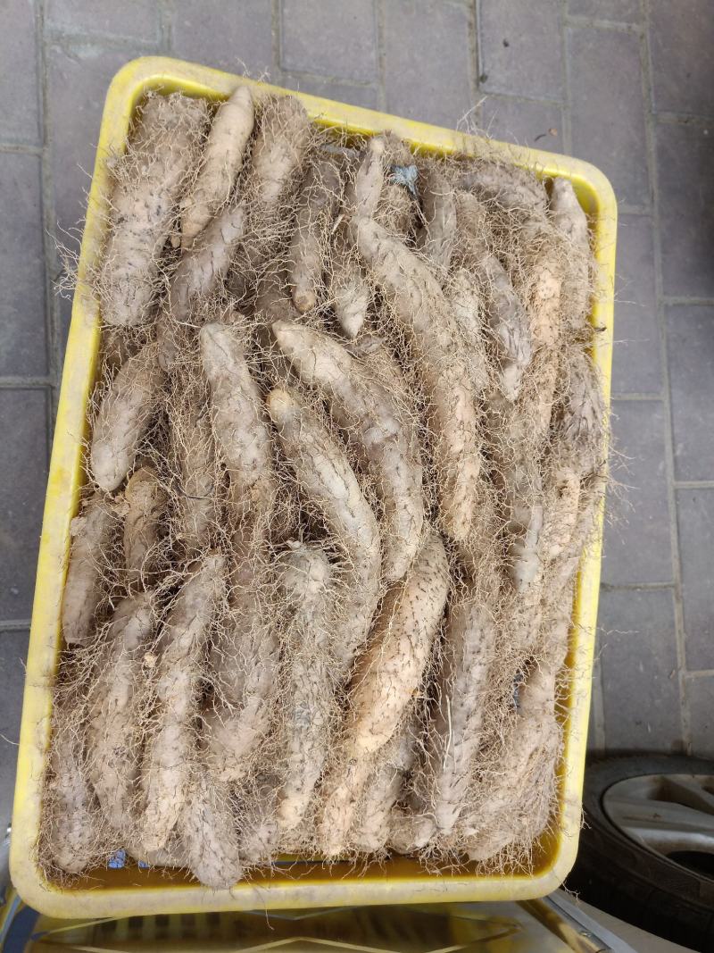 自有基地百亩甜薯(毛薯)还有十天上市，现挖现卖，基地直供
