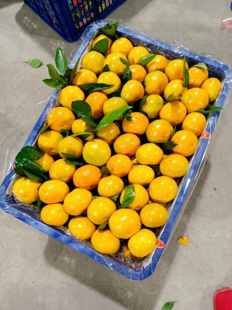 蜜橘湖北产地大量供应入口化渣果肉细腻对接电商团购外贸