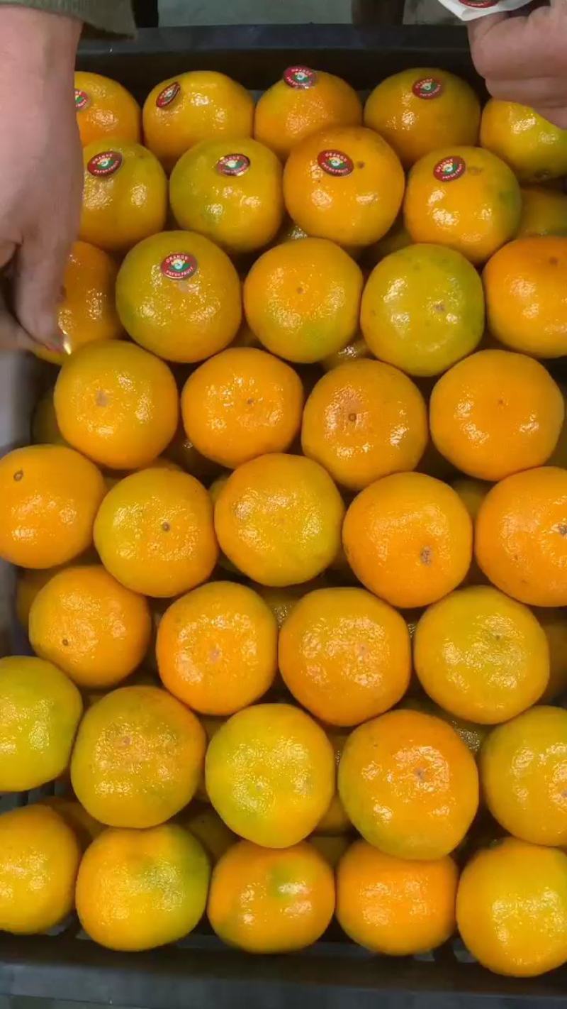 蜜橘湖北产地大量供应入口化渣果肉细腻对接电商团购外贸