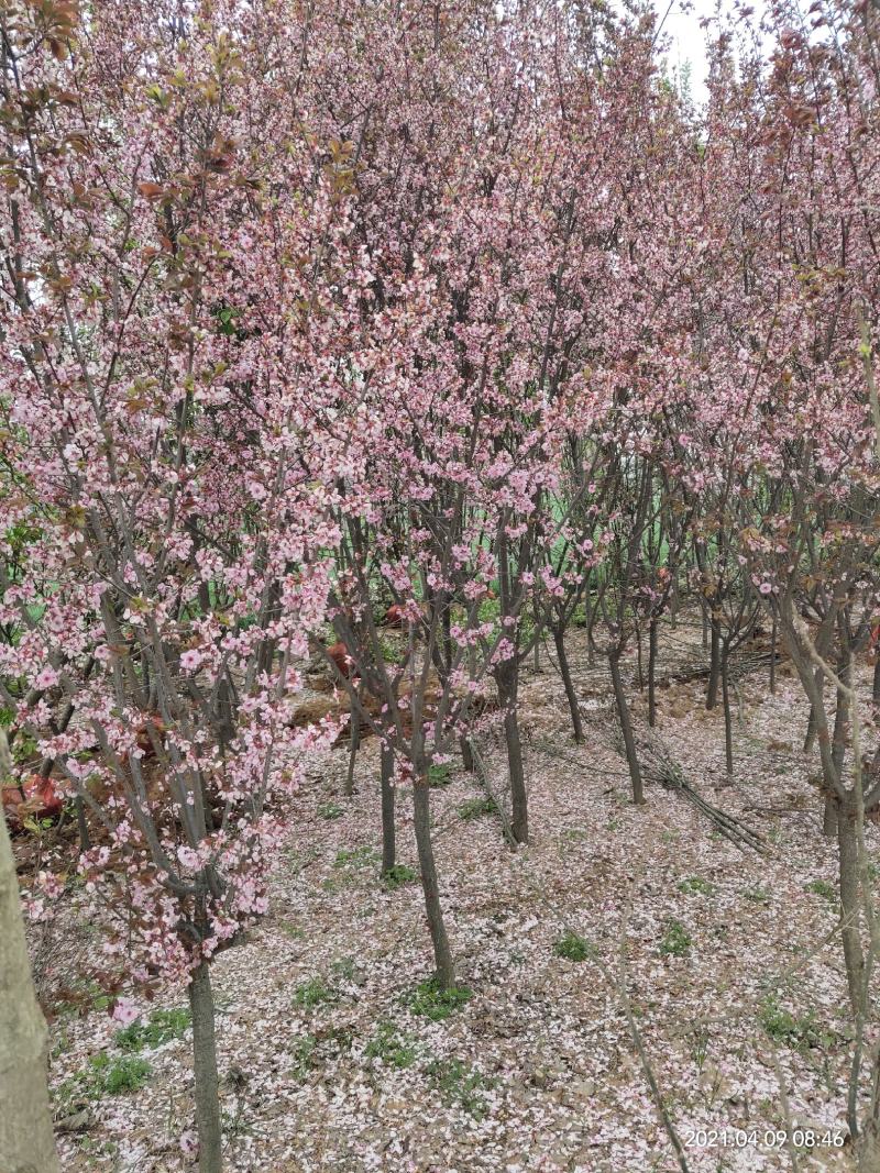 西府海棠3公分，4公分，5公分，6公分