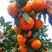 四川富顺万亩金秋砂糖橘大量上市年产2000万斤以上精品