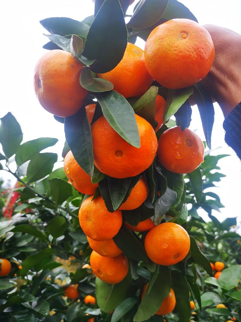 四川富顺万亩金秋砂糖橘大量上市年产2000万斤以上精品