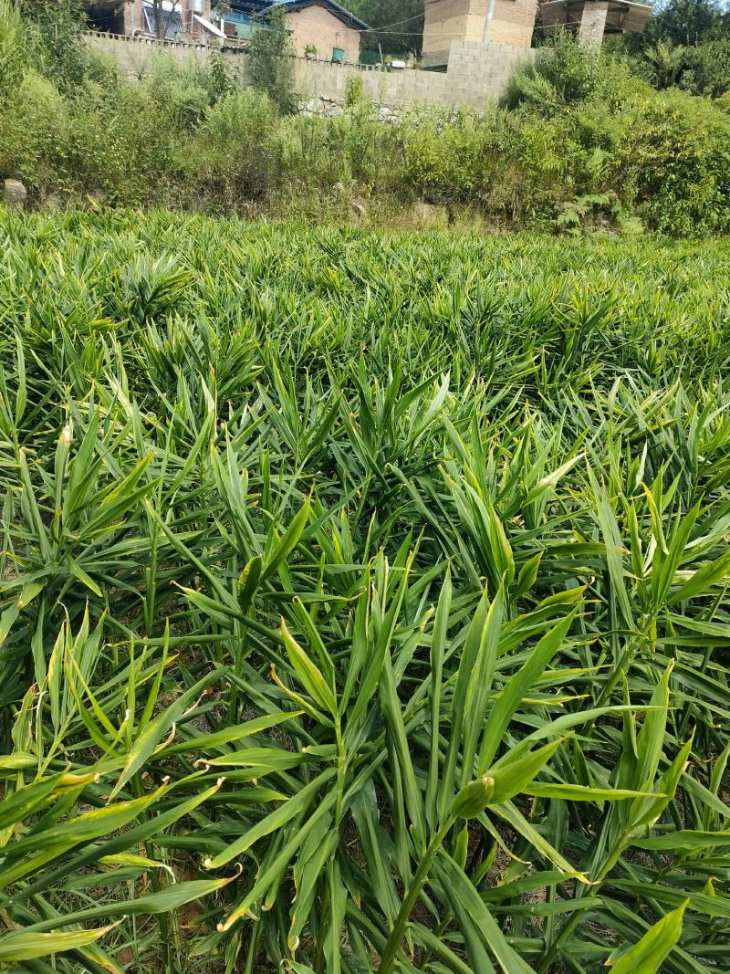 二黄姜种子姜上市了，有需要的老板可以联系了
