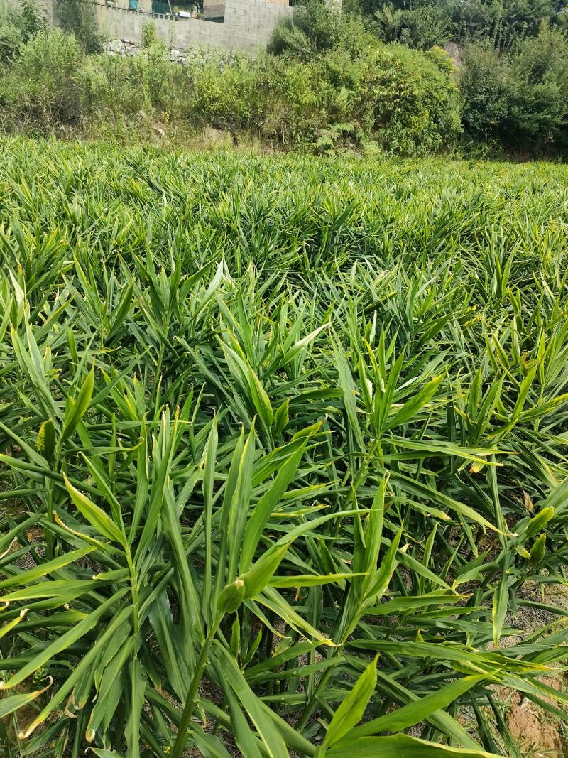 二黄姜种子姜上市了，有需要的老板可以联系了