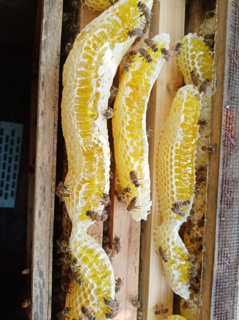 贵州儿菜