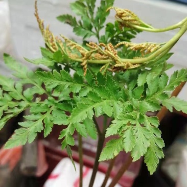 一朵云,小春花(书面语阴地蕨)鲜货，统干货