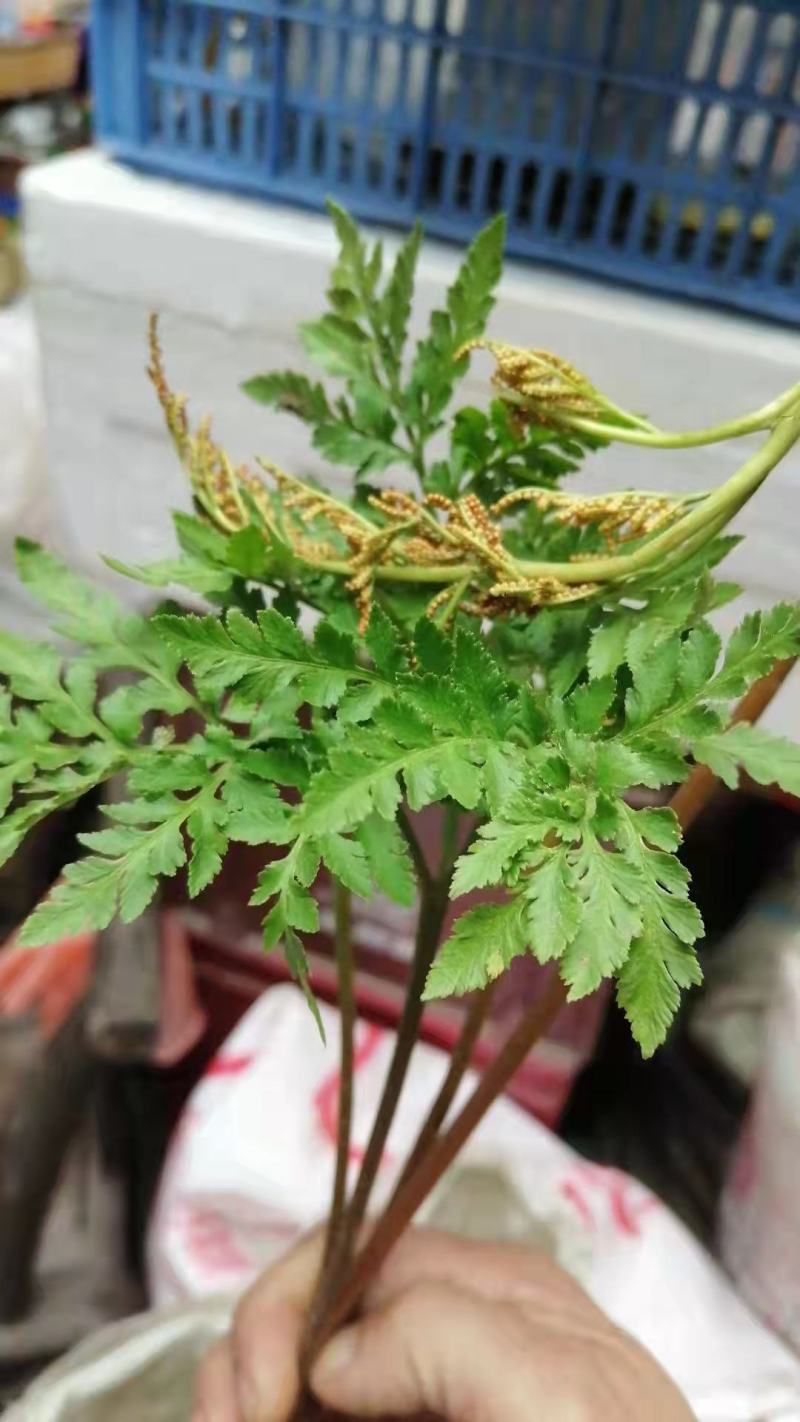一朵云,小春花(书面语阴地蕨)鲜货，统干货