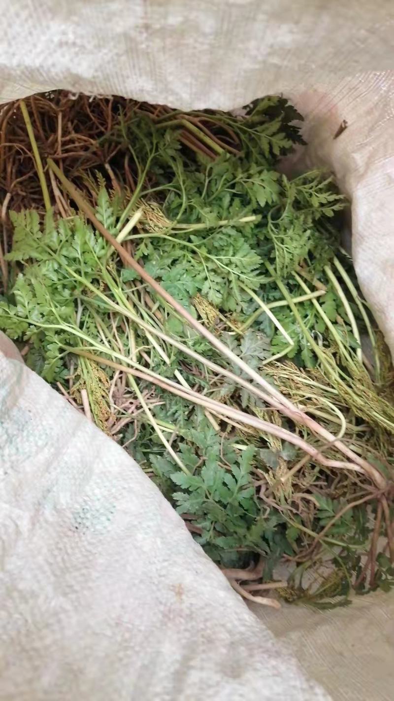 一朵云,小春花(书面语阴地蕨)鲜货，统干货