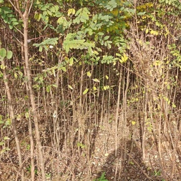 刺槐苗，基地直供，根系发达成活率高