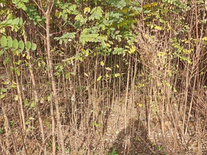 刺槐苗，基地直供，根系发达成活率高