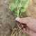 四季草莓苗南北方当年结果树苗红颜奶油章姬草莓苗种植