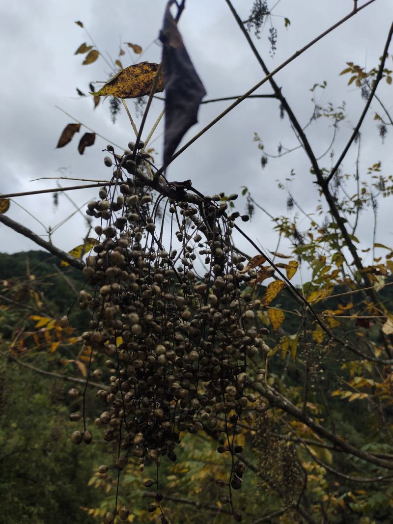 漆仔求购