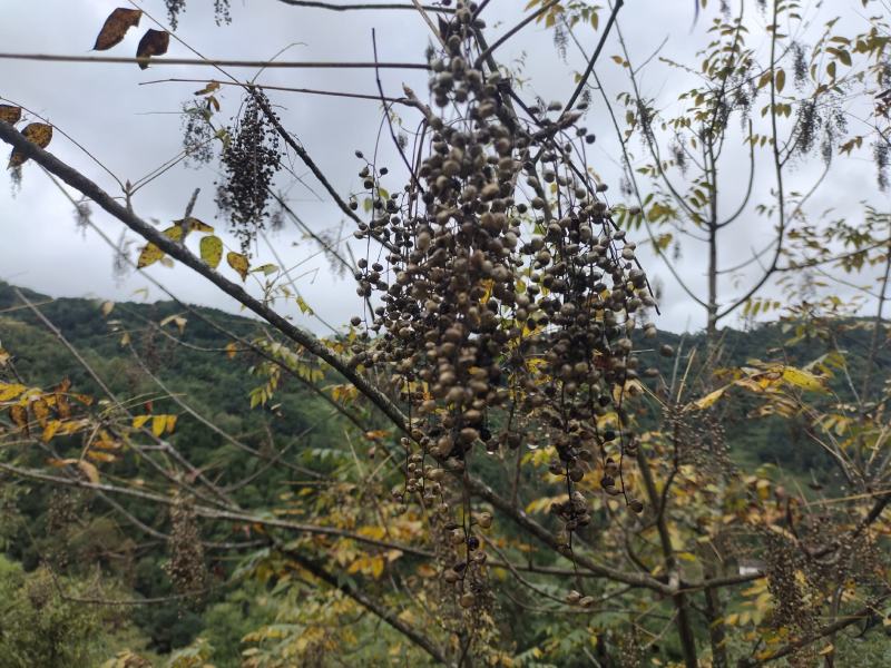 漆仔求购