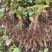 虎杖种苗酸汤梗种苗种芽虎杖种芽虎斑竹种苗