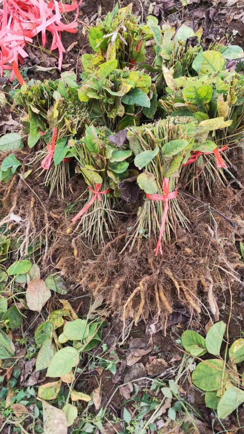 虎杖种苗酸汤梗种苗种芽虎杖种芽虎斑竹种苗