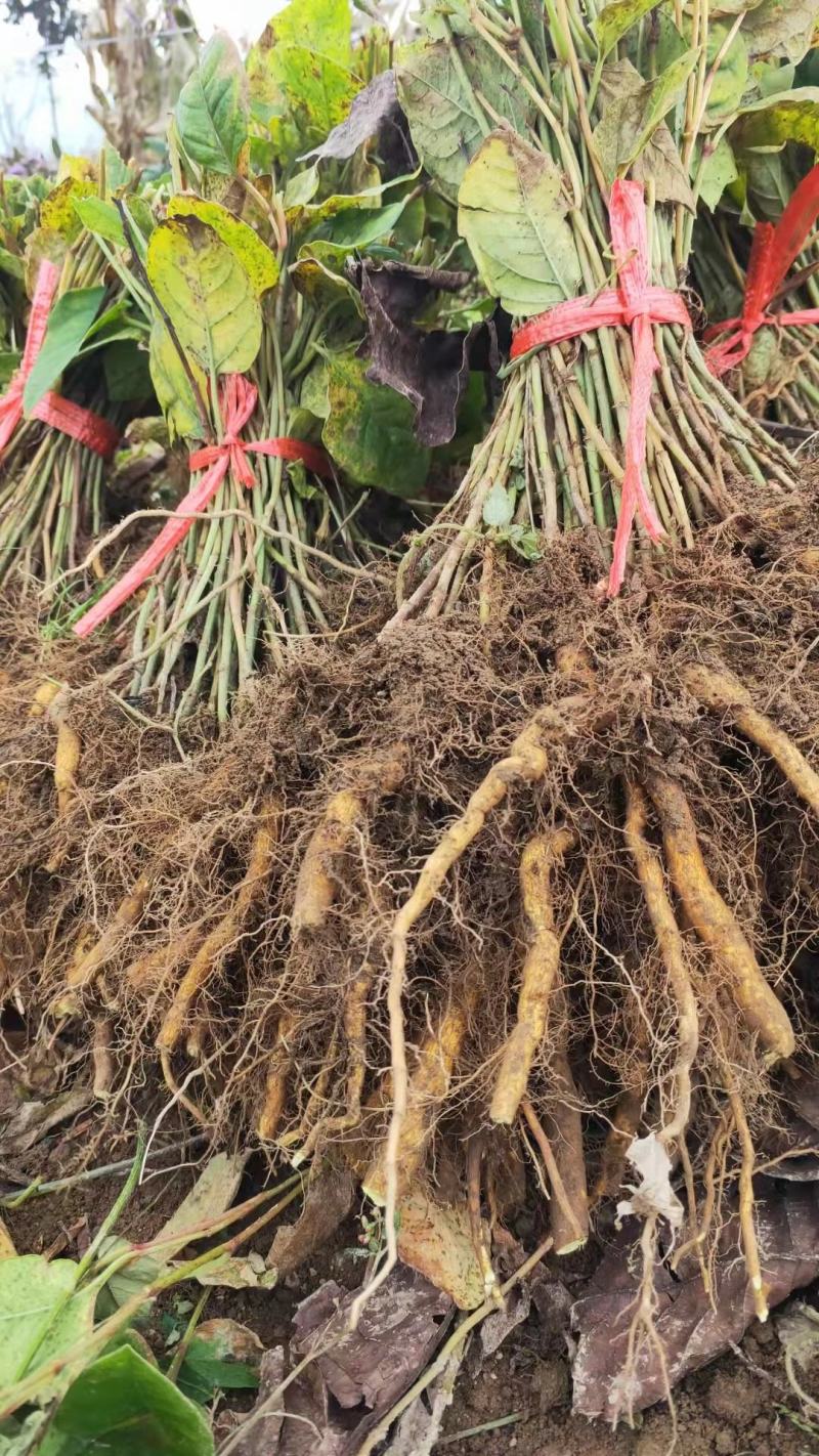 虎杖种苗酸汤梗种苗种芽虎杖种芽虎斑竹种苗