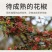 包邮2025四川大红袍花椒红花椒青花特麻花椒粒麻椒粉
