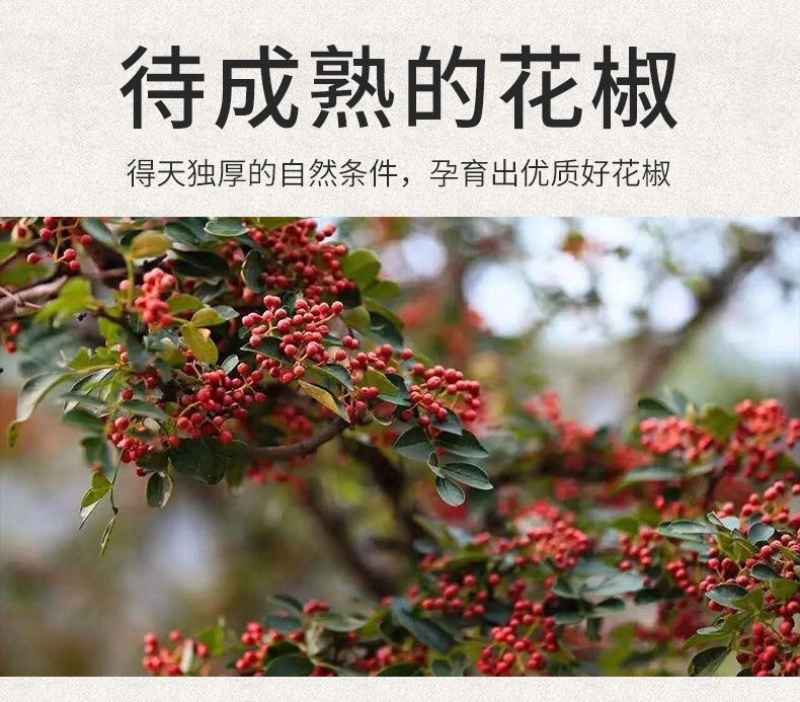 包邮2025四川大红袍花椒红花椒青花特麻花椒粒麻椒粉