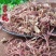 紫菀紫苑中药材批发紫菀质量保证量大从优