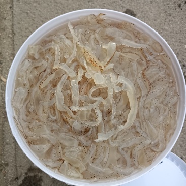 优质大桶花丝，重量28斤，大量有货，花丝硬度干度具佳