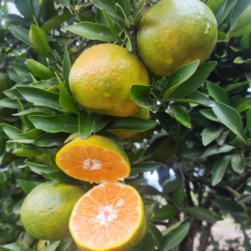 《爆赞》湖北长阳清江椪柑，早熟芦柑，个大汁多！视频看货