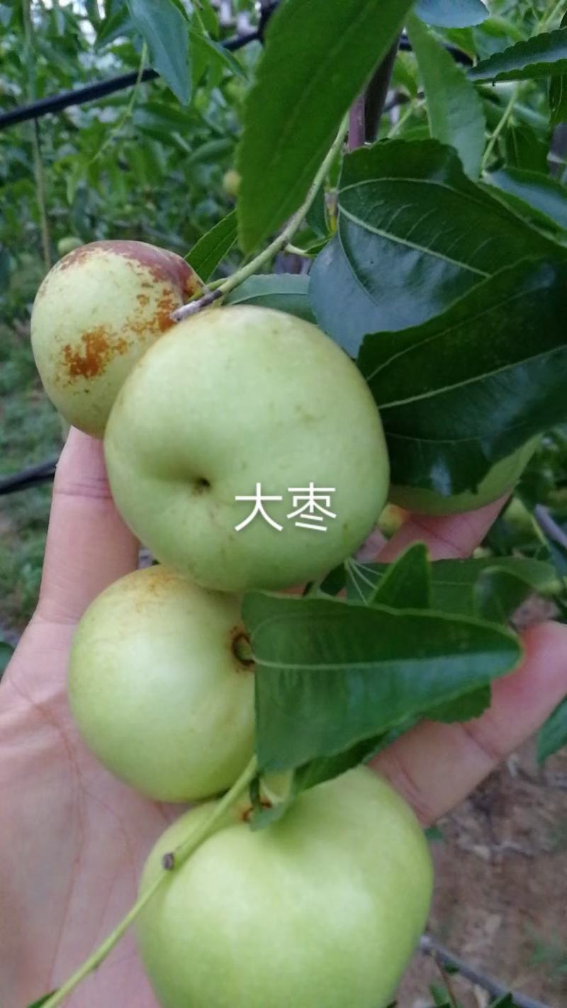 冬枣