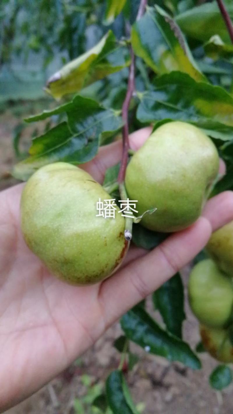 冬枣