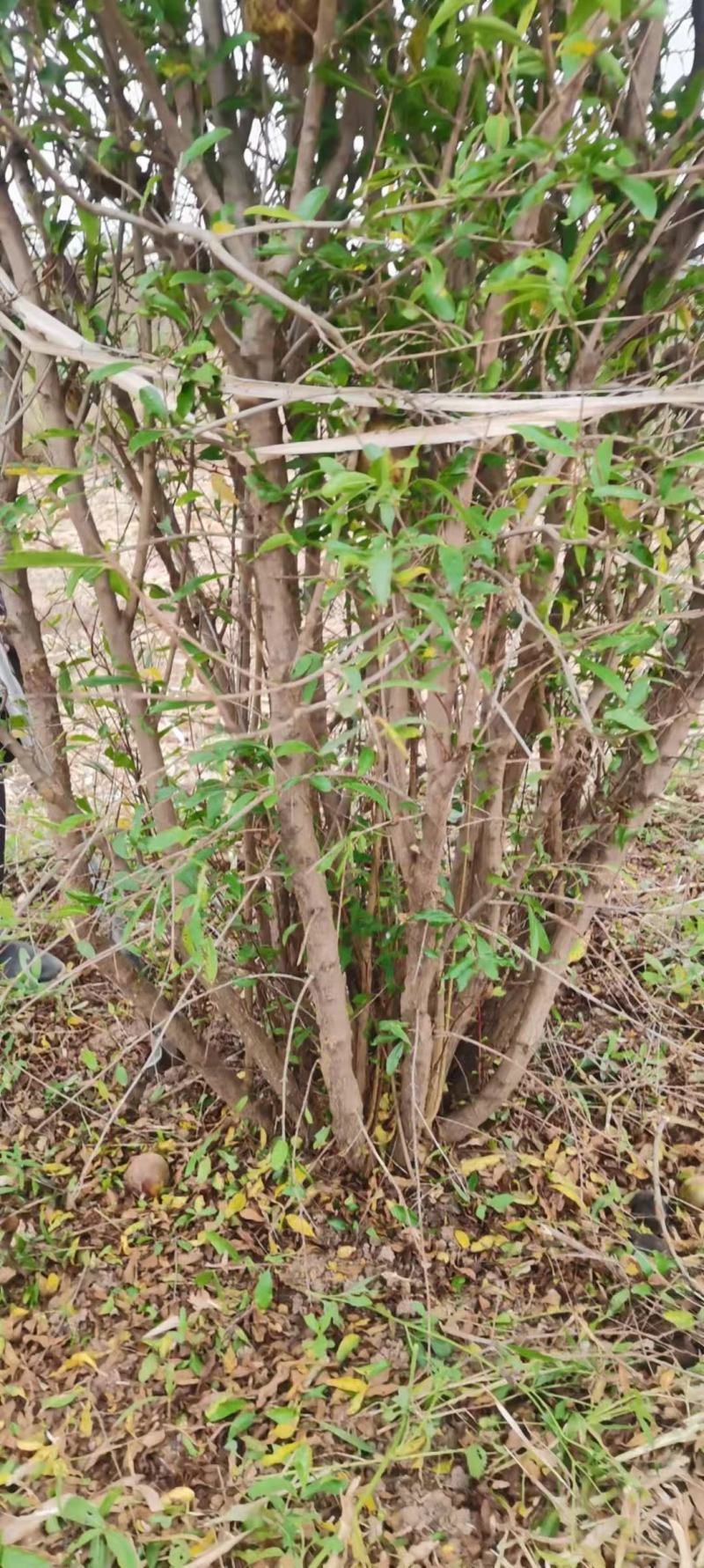丛生石榴基地大量供应中，江苏宿迁沭阳县基地直销无中间商。
