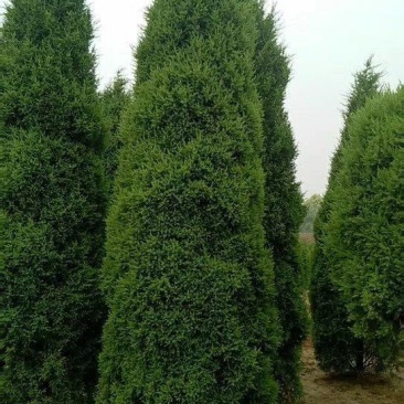 塔桧侩柏种植苗圃现货直发量很大!欢迎选购