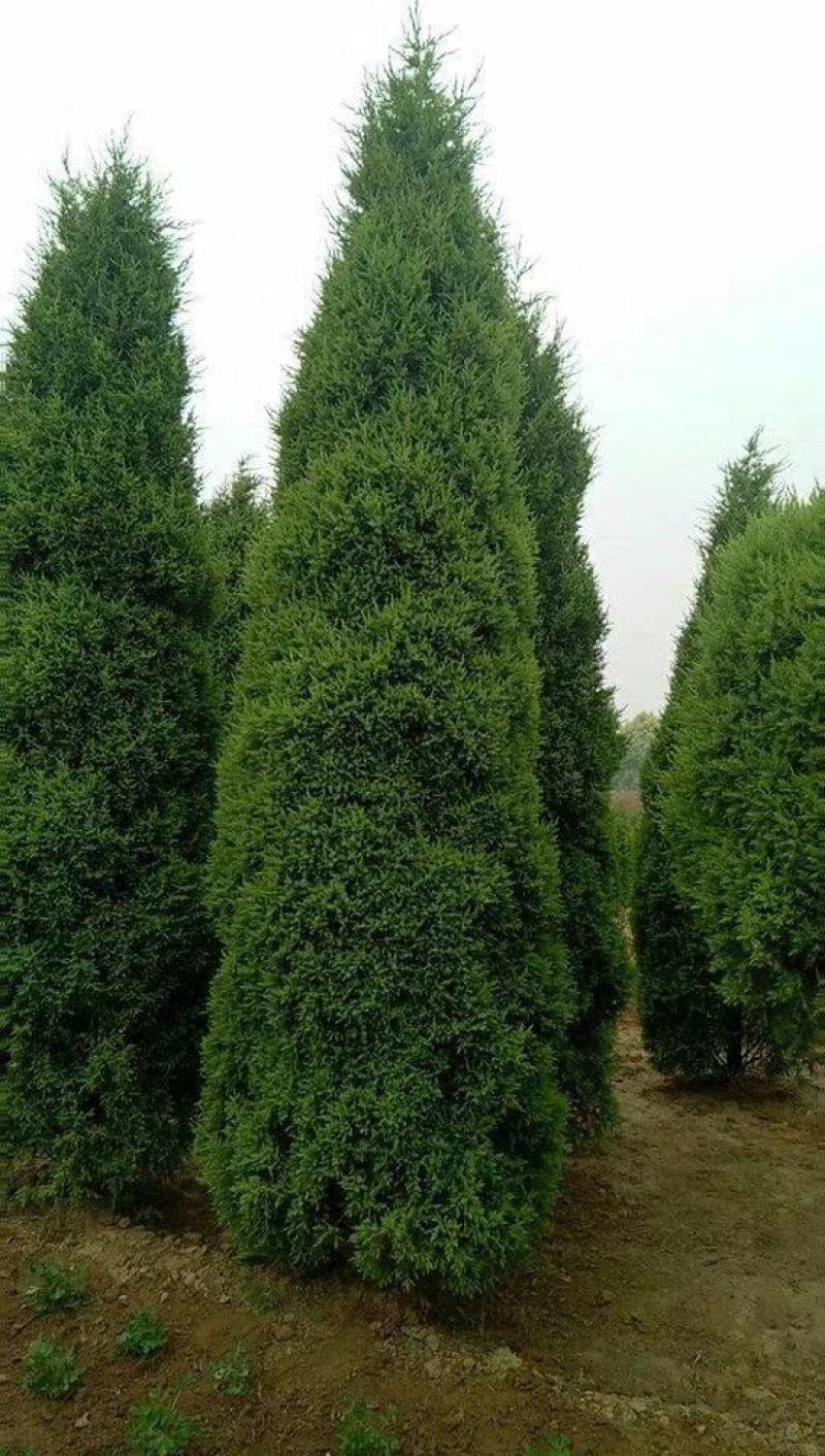 塔桧侩柏种植苗圃现货直发量很大！欢迎选购