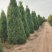 塔桧侩柏种植苗圃现货直发量很大!欢迎选购