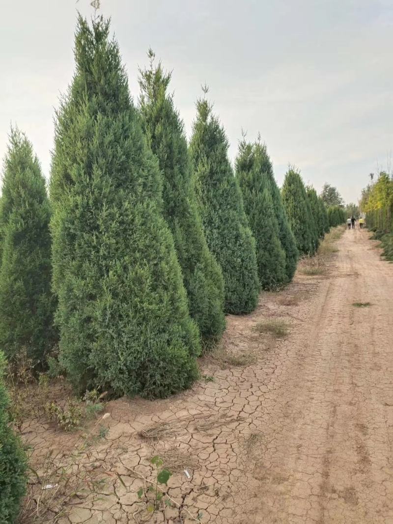 塔桧侩柏种植苗圃现货直发量很大！欢迎选购