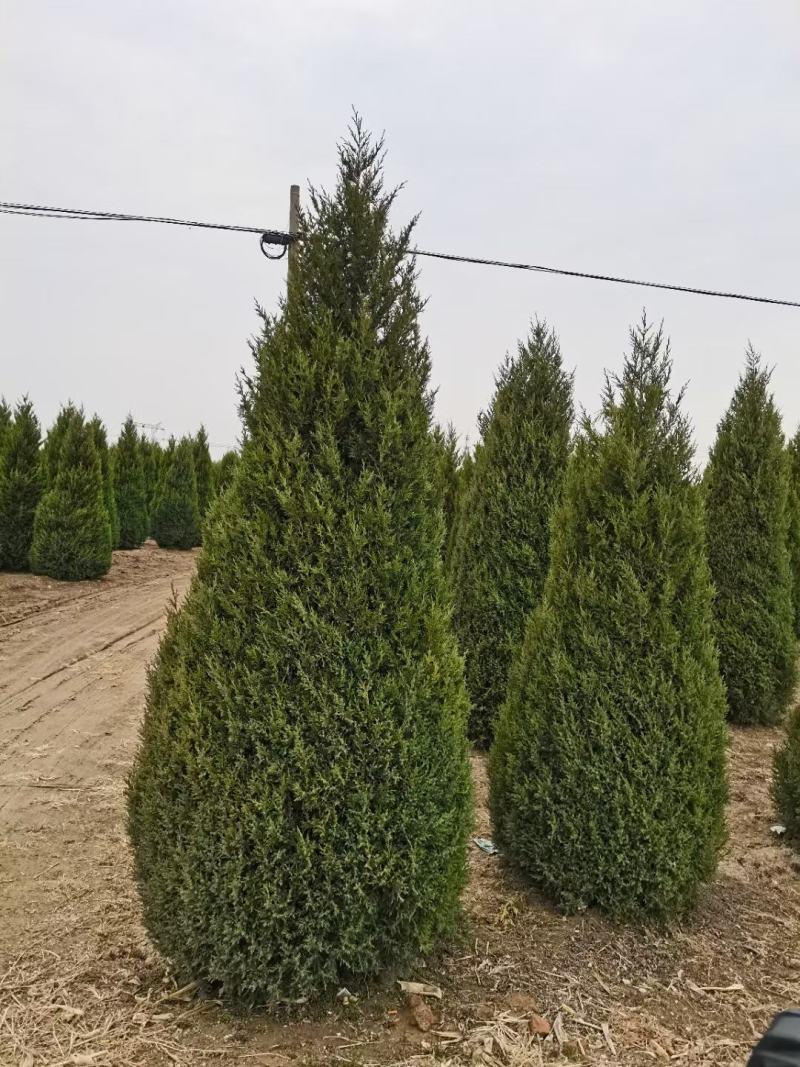 塔桧侩柏种植苗圃现货直发量很大！欢迎选购