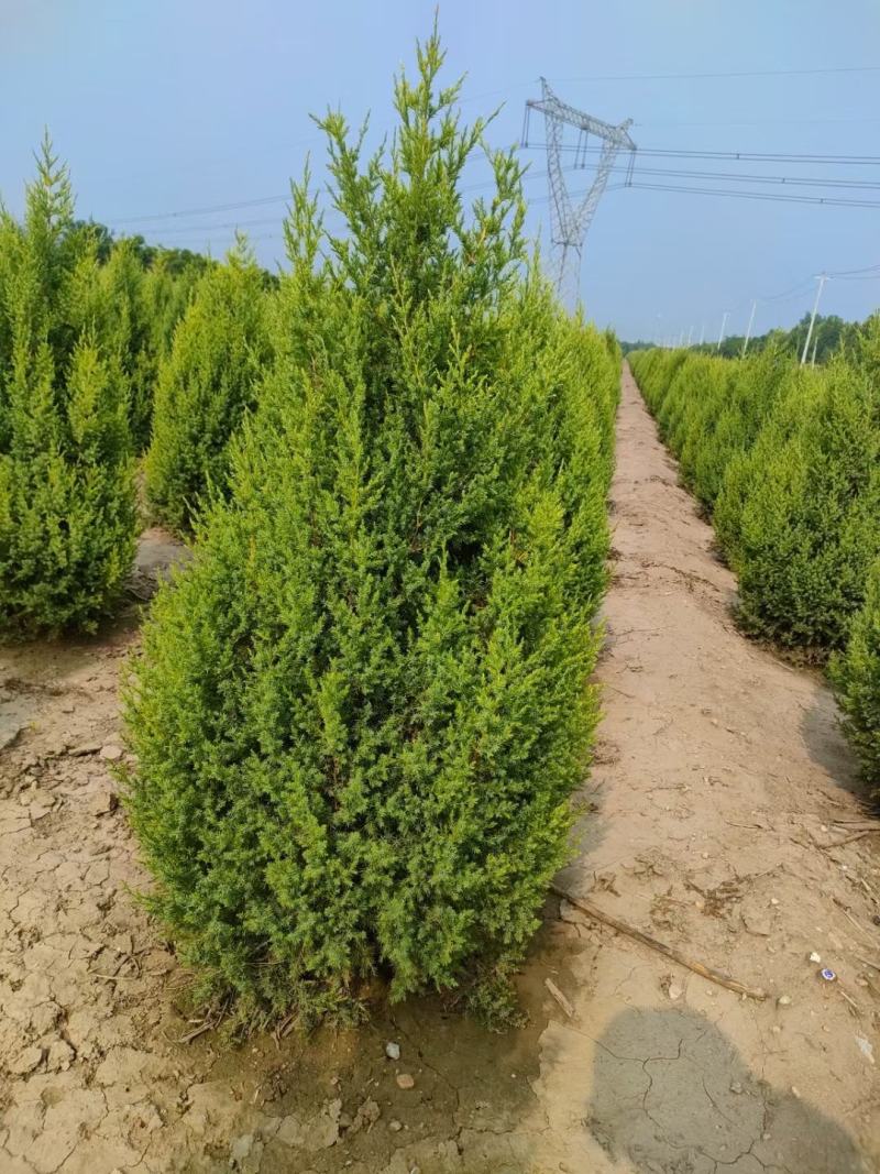 塔桧侩柏种植苗圃现货直发量很大！欢迎选购