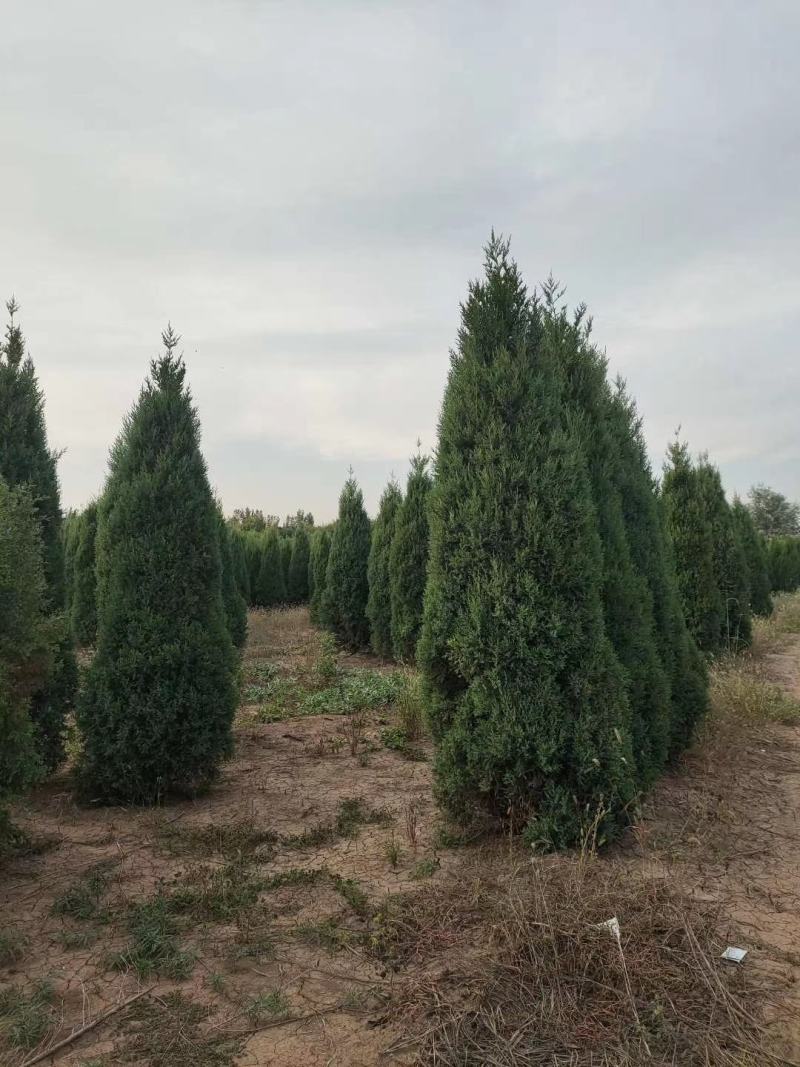 塔桧侩柏种植苗圃现货直发量很大！欢迎选购