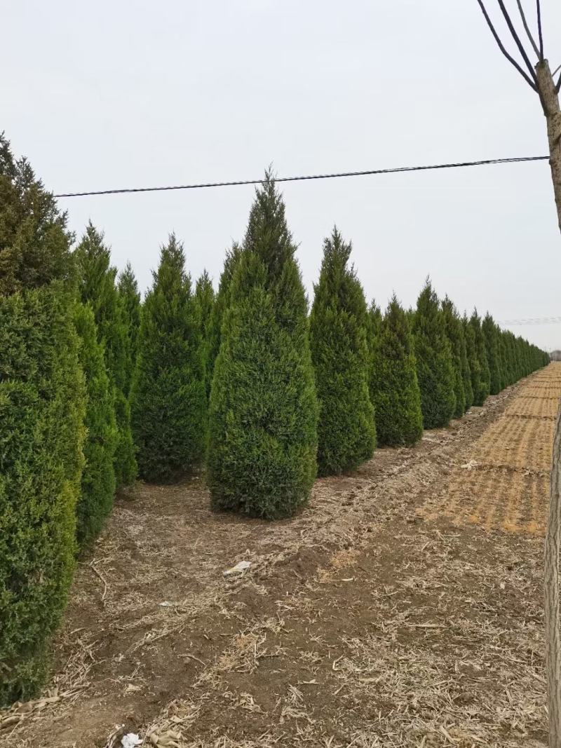 塔桧侩柏种植苗圃现货直发量很大！欢迎选购