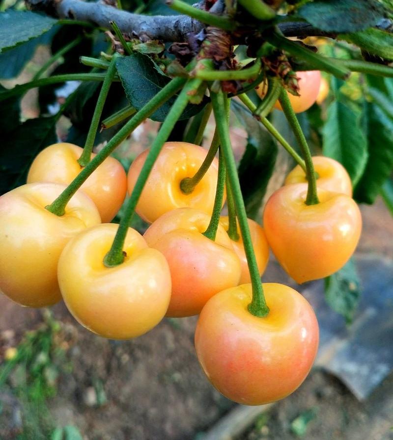 佳红樱桃苗基地现挖现发1-3年苗保品种包成活