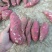 山东红薯精品商薯19大量有货产地直供量大从优欢迎联系
