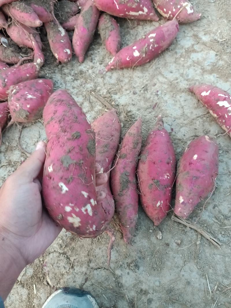 山东红薯精品商薯19大量有货产地直供量大从优欢迎联系