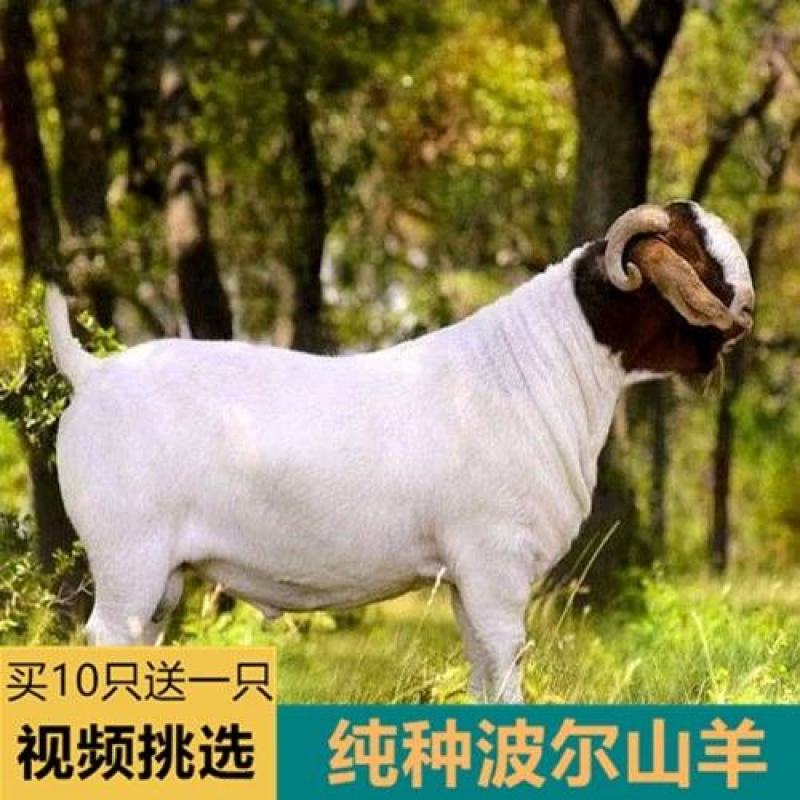 波尔山羊羊羔纯种波尔山羊怀孕母羊种公羊全国包邮