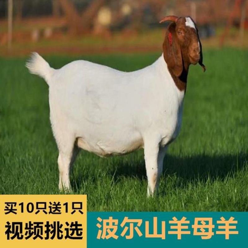 波尔山羊羊羔纯种波尔山羊怀孕母羊种公羊全国包邮