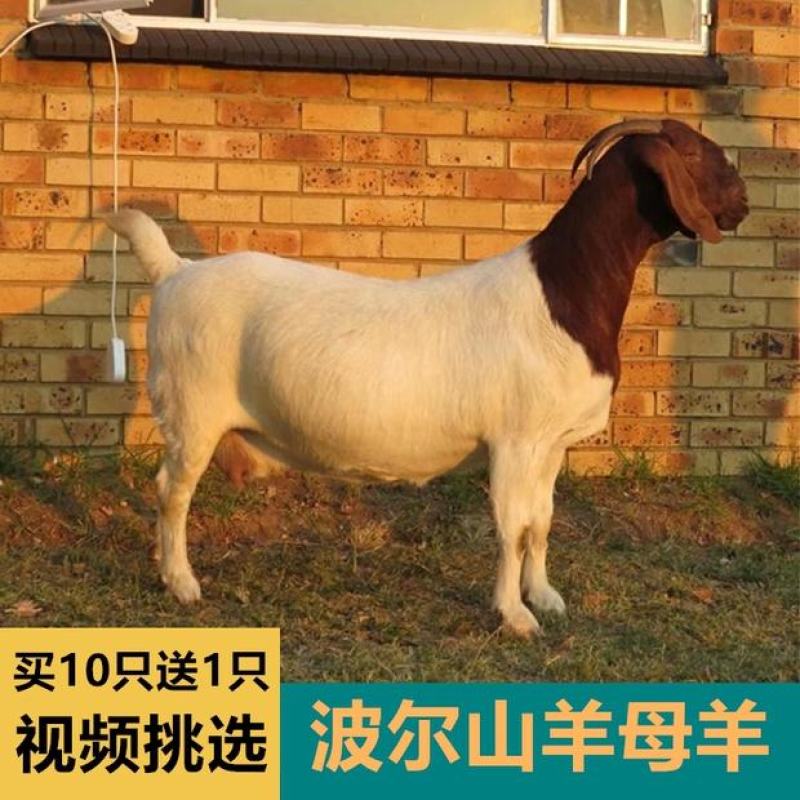 波尔山羊羊羔纯种波尔山羊怀孕母羊种公羊全国包邮