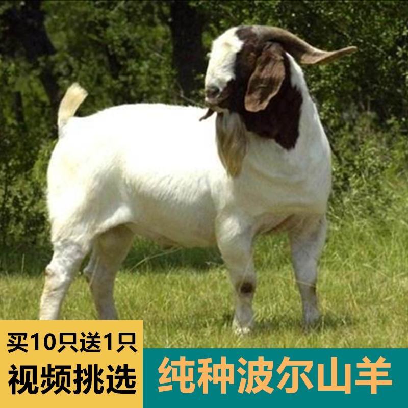 波尔山羊羊羔纯种波尔山羊怀孕母羊种公羊全国包邮